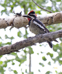 Red naped Sapsucker 3505